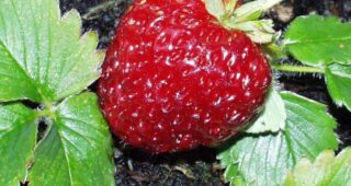 Marshall Strawberry