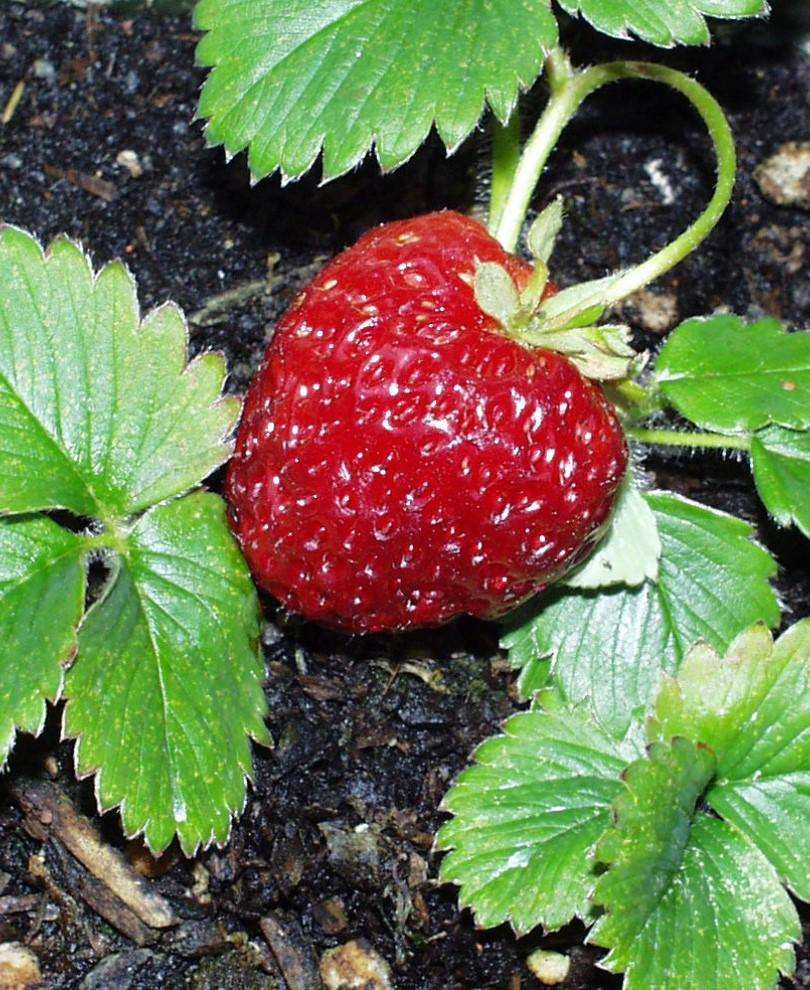 Marshall Strawberry