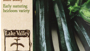 Black Beauty Summer Squash
