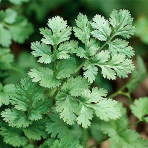 cilantro